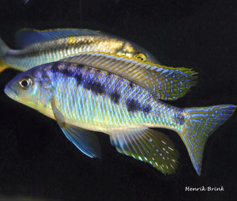 Mylochromis spilostichus 'Makokola Reef'